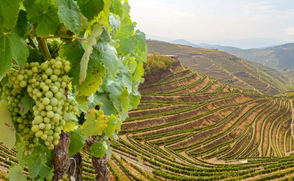 Wine Roads of France & Portugal
